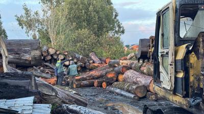 Rechazaron prisión para implicados en explotación de bosques en el sector Púlpito de Chonchi