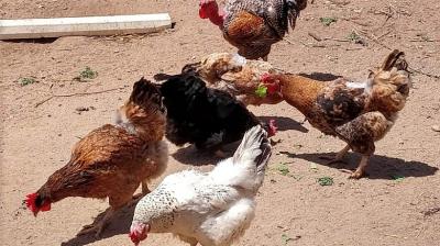 Osorno registra 154 muestras para prevenir la gripe aviar