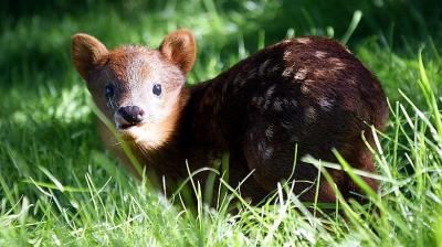 Inician medidas para reducir atropellos de fauna en rutas de Chiloé