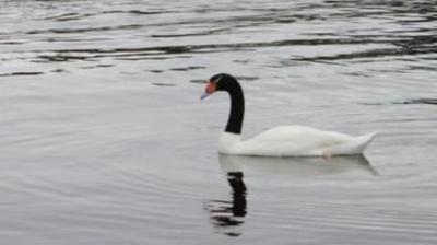 Confirman primer caso de influenza aviar en aves silvestres en el Biobío: declararon emergencia sanitaria tras el hallazgo
