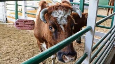 Ñuble: Producción de carne bovina cae en un 13% en medio de contracción nacional