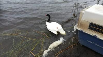 Declaran Alerta Temprana Preventiva para el Biobío tras confirmación del primer caso de gripe aviar