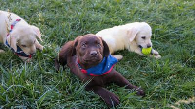 [FOTOS] Los Andes: Aduanas inicia formación de nueva camada de cachorros contra el tráfico ilícito