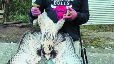 Investigan muerte de ave en peligro de extinción en Dalcahue