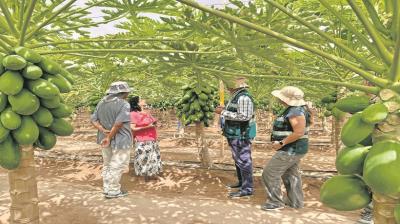 Fortalecen producción bajo malla antiáfidos para enfrentar la Mosca de la Fruta