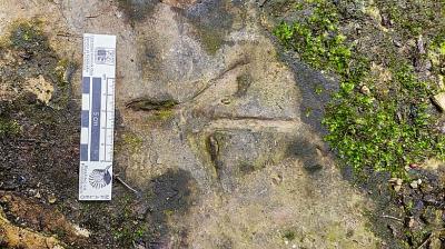 Nuevas huellas de aves y mamíferos halladas en Osorno podrían superar los 100 mil años