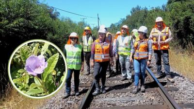 Inédito rescate busca salvar especie en peligro crítico en La Araucanía