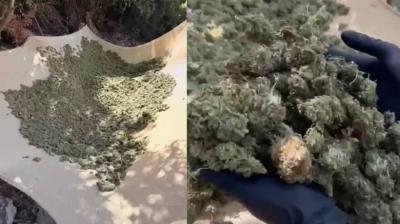Incautan casi 171 kilos de marihuana en campamento de Cabildo