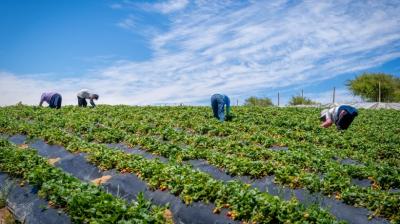 Más de 6 mil agricultores del Biobío recibirán apoyo económico ante alza de precios en insumos