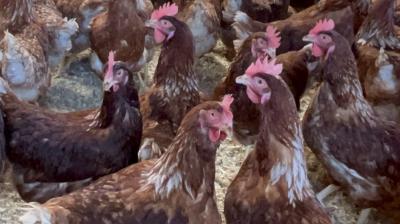 Confirman primer caso de influenza aviar en aves de traspatio en el Biobío