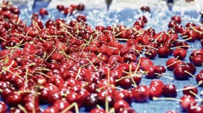 Cerezas de Ñuble resienten caída de precios y menor rentabilidad