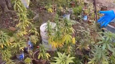 Detienen a sujeto por cultivo y tráfico de drogas en Chillán