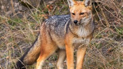 Vecinos denuncian que zorro fue amarrado en señalética preventiva de atropello de fauna silvestre en Petorca