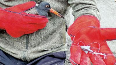 Hilo de pesca abandonado en humedal Río Maipo causa muerte de pilpilén