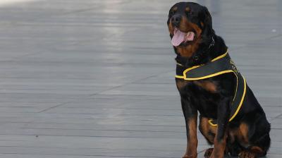 Árbitro casi pierde su brazo tras brutal mordedura de perro Rottweiler en Quilpué