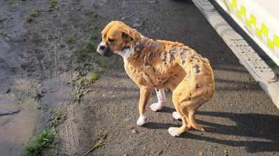 En Quellón detuvieron en flagrancia a hombre por impactante caso de crueldad animal