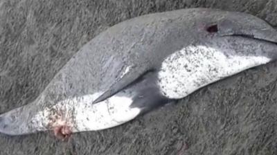 Delfín fue encontrado muerto en playa de Santo Domingo: Sernapesca investiga causas