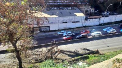 Valparaíso: árbol caído mantiene tránsito suspendido en sector Santos Ossa