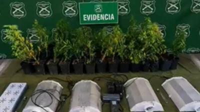[VIDEO] Descubren cultivo "indoor" con 64 plantas de marihuana en Limache