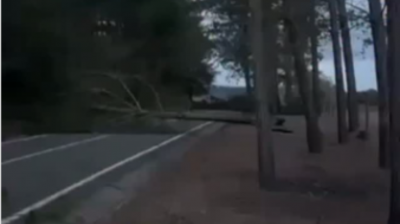 Temporal deja sin luz a Quintay y caída de árboles bloquea camino hacia Tunquén