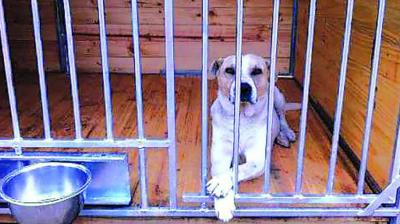 Contraloría ordena a municipio de El Quisco actualizar ordenanza de tenencia de mascotas