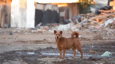 Petorca: presentan querella por masivo envenenamiento de perros en La Ñipa