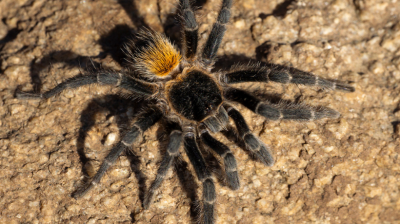 Nueva tarántula descubierta en San Antonio lleva el nombre de un niño