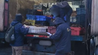 Incautan 748 kilos de erizos que no cumplían el tamaño mínimo legal en Quellón