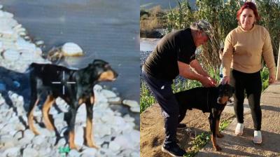 Rescatan a perro que estaba atrapado en islote del río Aconcagua en Quillota