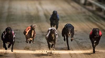 [VIDEO] Cámara de Diputados aprueba proyecto que prohíbe y sanciona las carreras de galgos