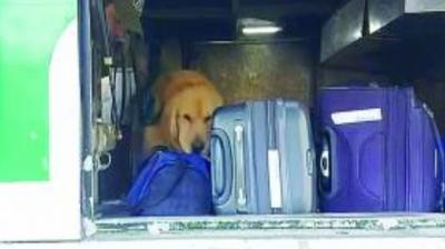Perro del OS-7 delató a pasajero que llevaba drogas en un bus