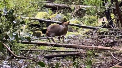 Chonchi: Liberan a una pudú que se recuperó tras ataque de perros asilvestrados