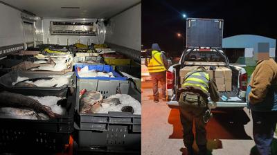Sernapesca incauta 5,2 toneladas de cojinova y más de 14.000 machas: se cursaron infracciones