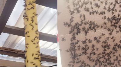 Preocupación por plaga de moscas y malos olores en el sector de Artificio