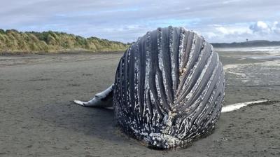 [FOTOS + VIDEO] Ballena varó en playa Mar Brava del sector Carelmapu de Maullín
