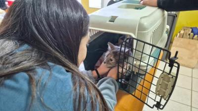 Castro realiza operativos veterinarios gratuitos y prepara jornada por el Día Mundial de los Animales