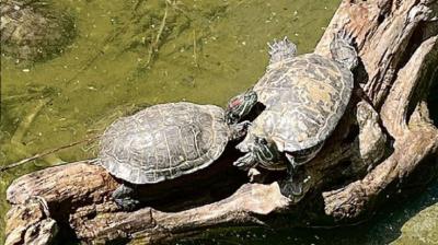 Hampones roban 50 tortugas acuáticas desde “el pantano” del museo de San Antonio