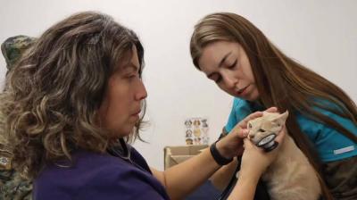 Quillota: municipio aprueba cambios a la Ordenanza de Tenencia de Mascotas